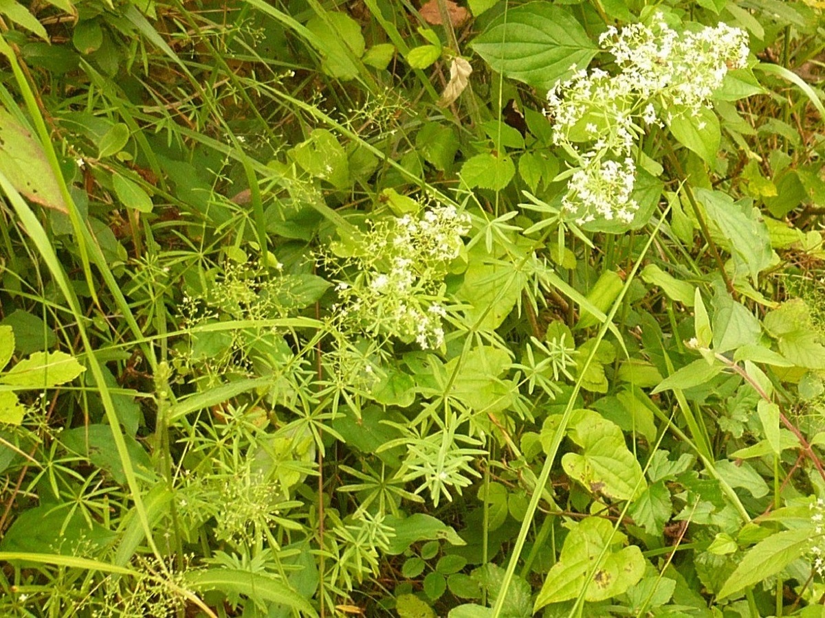 Galium atrovirens (Rubiaceae)
